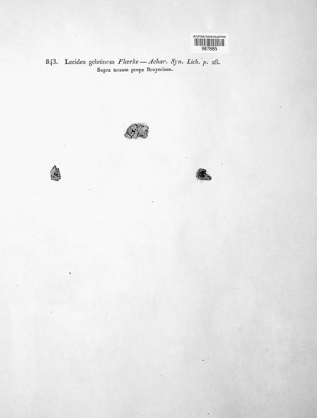 Trapeliopsis gelatinosa image